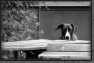 Westworld watchdog * 1947 x 1298 * (1.16MB)